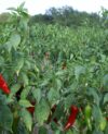 piment-espelette-gourmand et bon-cuisine épicée-cuisine-gastronomie-gourmand et bon-gourmand-bon-espelette-piment