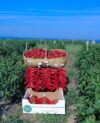 piment-espelette-gourmand et bon-cuisine épicée-cuisine-gastronomie-gourmand et bon-gourmand-bon-espelette-piment