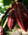 cabosse-chocolat equateur-plantation-traçabilité-