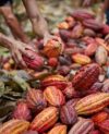 Plantation cacao-Equateur-qualité-traçabilité-gourmand et bon-