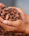 Fêves chocolat-plantation-cacao-qualité-traçabilité-Gourmand et Bon-